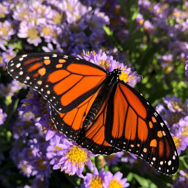  Monarch butterfly